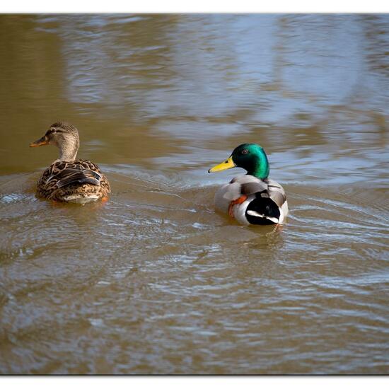 Stockente: Tier im Habitat Strasse/Verkehr in der NatureSpots App