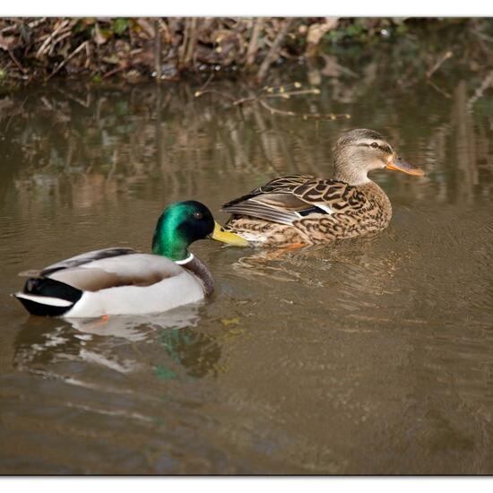 Stockente: Tier im Habitat Strasse/Verkehr in der NatureSpots App