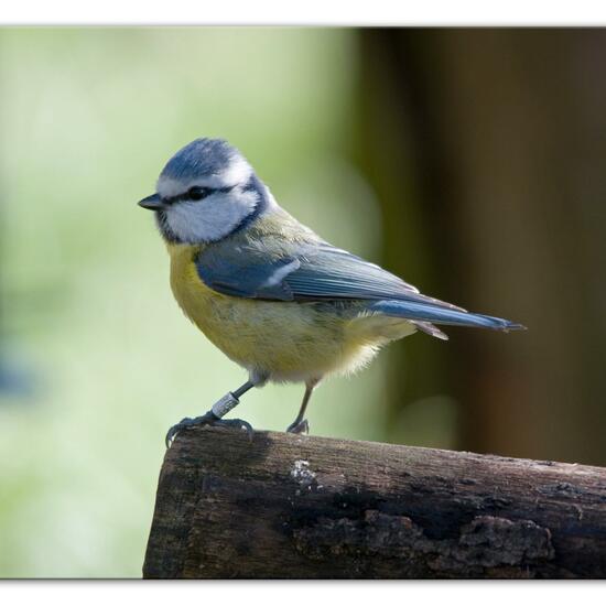 Blaumeise: Tier im Habitat Hinterhof in der NatureSpots App