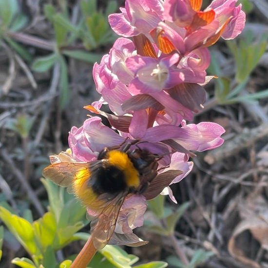 Gartenhummel: Tier im Habitat Grasland und Büsche in der NatureSpots App