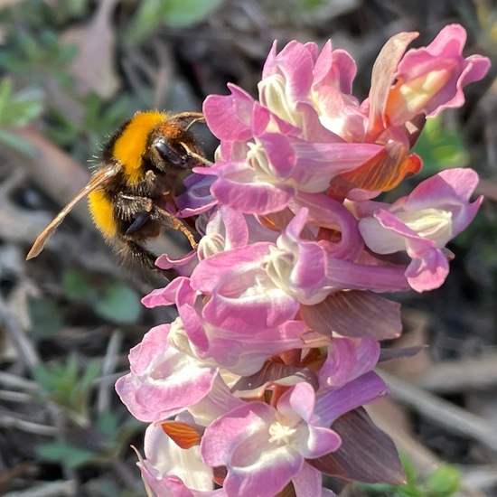 Gartenhummel: Tier im Habitat Grasland und Büsche in der NatureSpots App