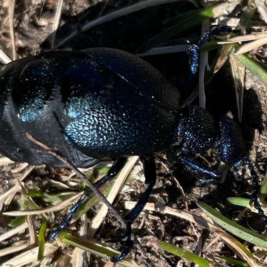 Violetter Ölkäfer: Tier im Habitat Ackerrandstreifen in der NatureSpots App