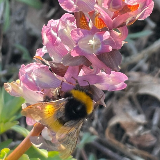 Gartenhummel: Tier im Habitat Grasland und Büsche in der NatureSpots App