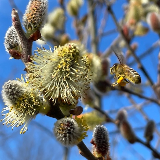 Purpur-Weide: Pflanze im Habitat Hinterhof in der NatureSpots App