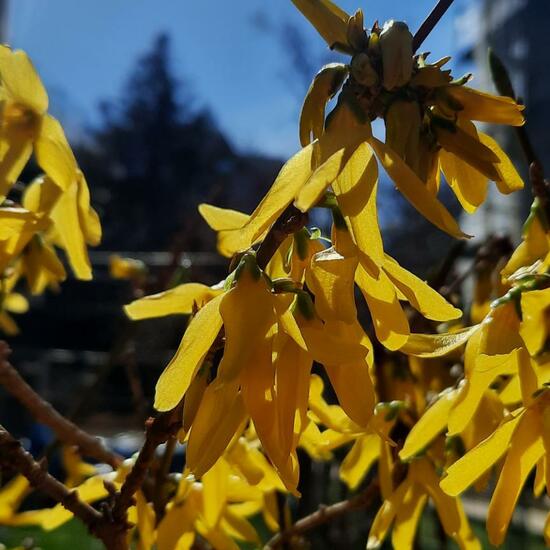 Forsythien: Pflanze in der Natur in der NatureSpots App