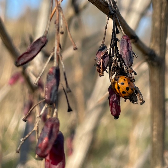 Asiatischer Marienkäfer: Tier im Habitat Grasland und Büsche in der NatureSpots App