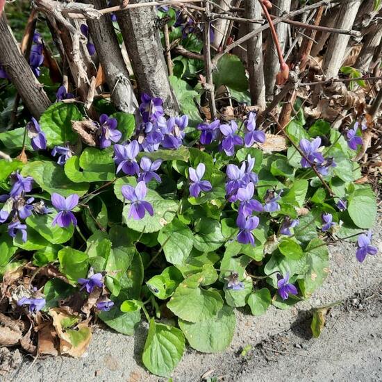 Viola reichenbachiana: Plant in habitat Garden in the NatureSpots App