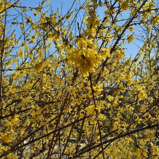 Forsythia: Plant in nature in the NatureSpots App