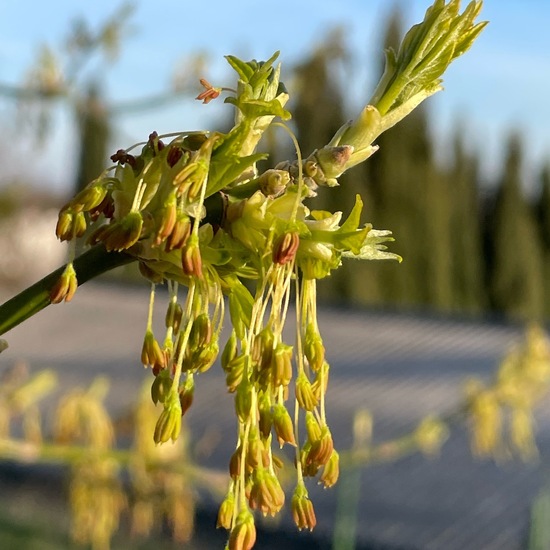 Acer negundo: Plant in habitat City or Urban habitat in the NatureSpots App