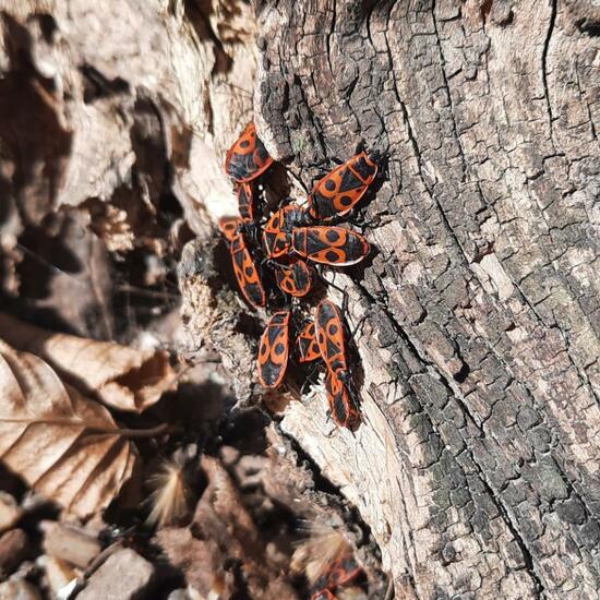 Firebug: Animal in nature in the NatureSpots App