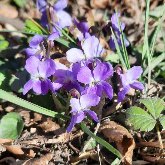 Viola hirta: Plant in nature in the NatureSpots App
