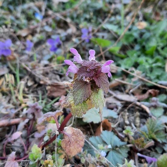 Red dead-nettle: Plant in nature in the NatureSpots App