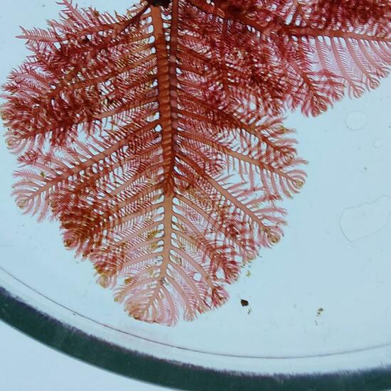 Plumaria plumosa: Plant in habitat Rocky coast in the NatureSpots App