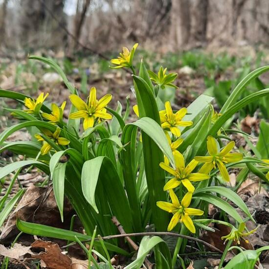 Gagea lutea: Plant in nature in the NatureSpots App