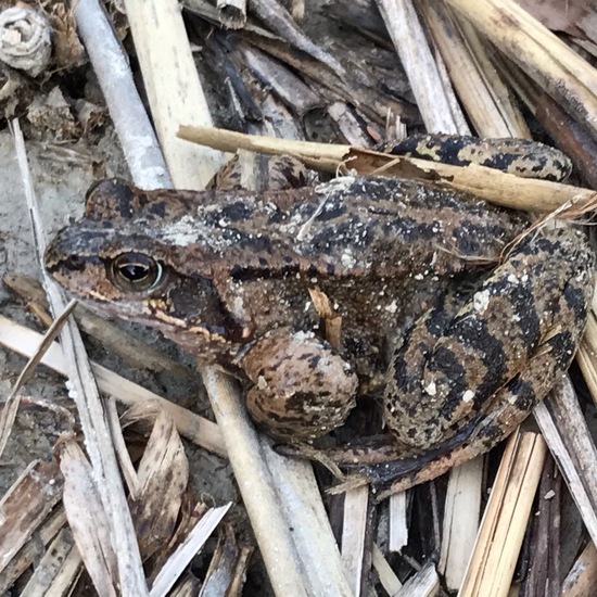 Grasfrosch: Tier im Habitat See in der NatureSpots App