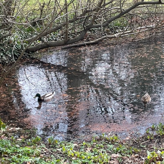 Stockente: Tier im Habitat Park in der NatureSpots App