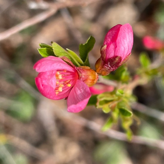 Zwerg-Mandel: Pflanze im Habitat Park in der NatureSpots App