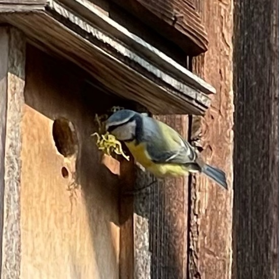 Blaumeise: Tier im Habitat Garten in der NatureSpots App