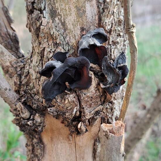 Judasohr: Pilz im Habitat Auwald in der NatureSpots App