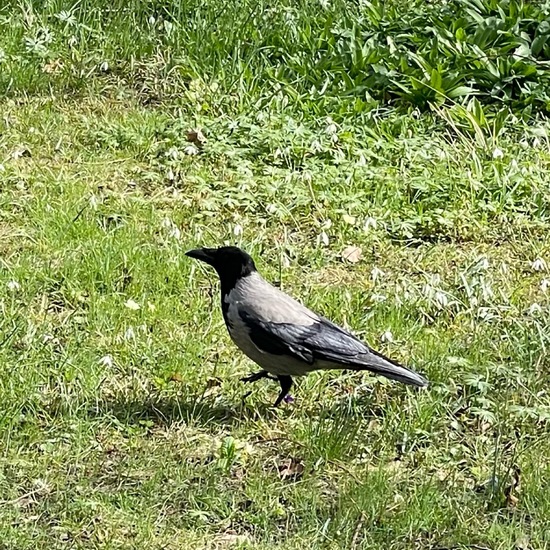 Nebelkrähe: Tier im Habitat Park in der NatureSpots App