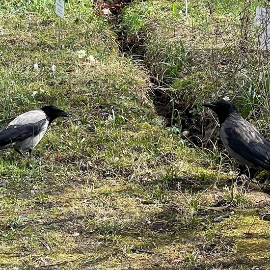 Nebelkrähe: Tier im Habitat Park in der NatureSpots App