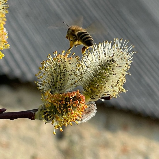 Purpur-Weide: Pflanze im Habitat Hinterhof in der NatureSpots App