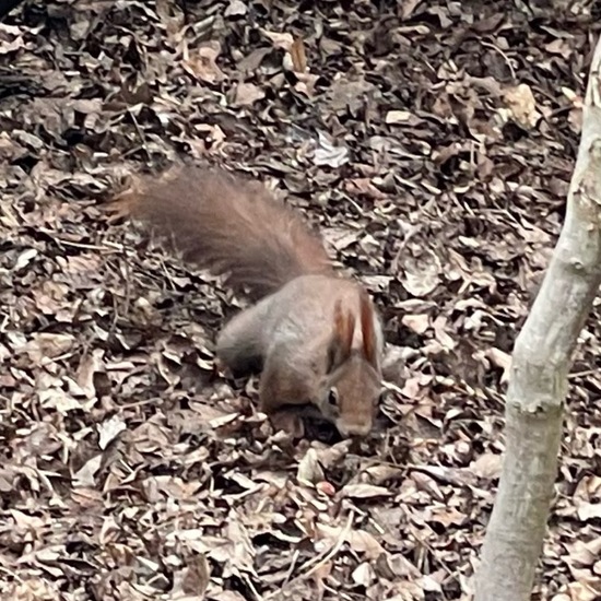 Red squirrel: Animal in habitat Park in the NatureSpots App