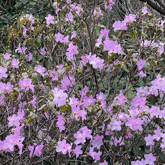 Rhododendron: Plant in habitat Park in the NatureSpots App