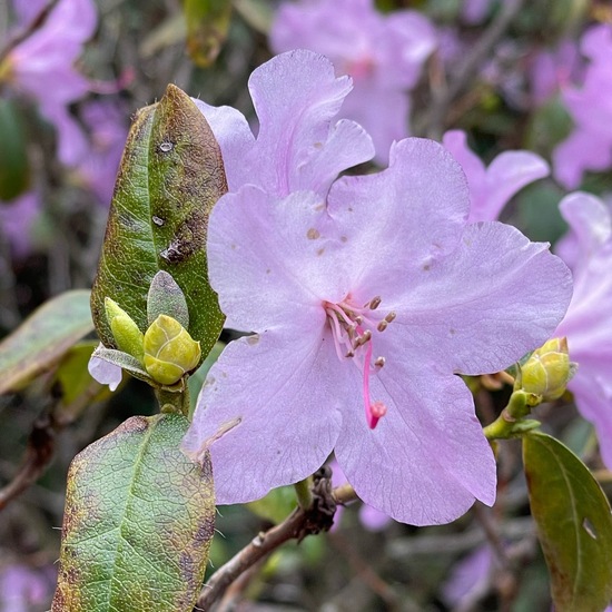 Rhododendron: Pflanze im Habitat Park in der NatureSpots App