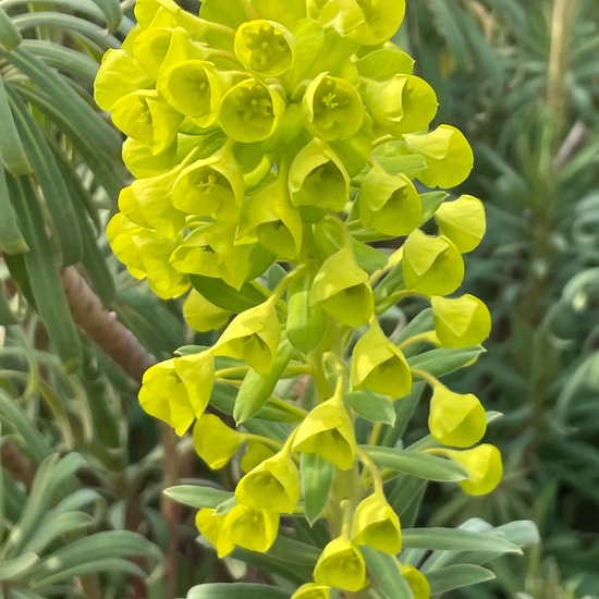 Euphorbia characias subsp. characias: Plant in habitat Park in the NatureSpots App