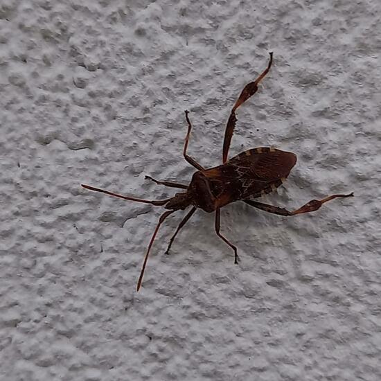 Western conifer seed bug: Animal in habitat City and Urban in the NatureSpots App