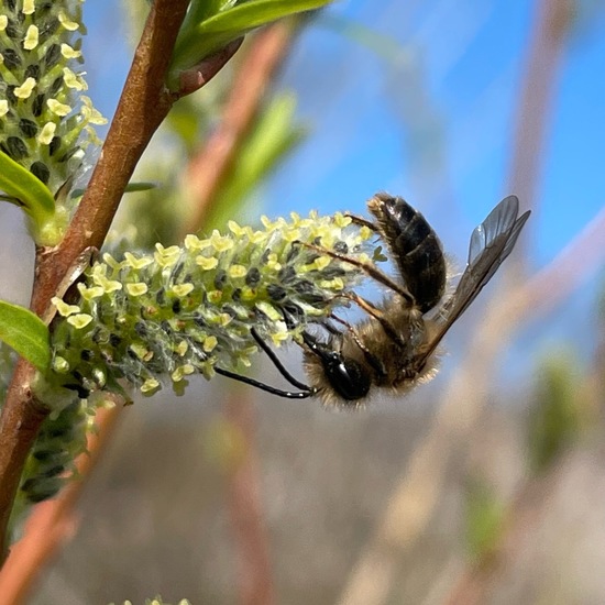 Andrena: Animal in habitat Garden in the NatureSpots App