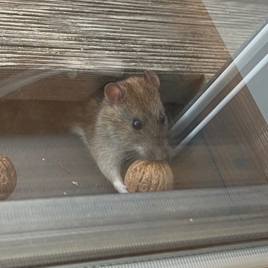 Brown rat: Animal in habitat Garden in the NatureSpots App