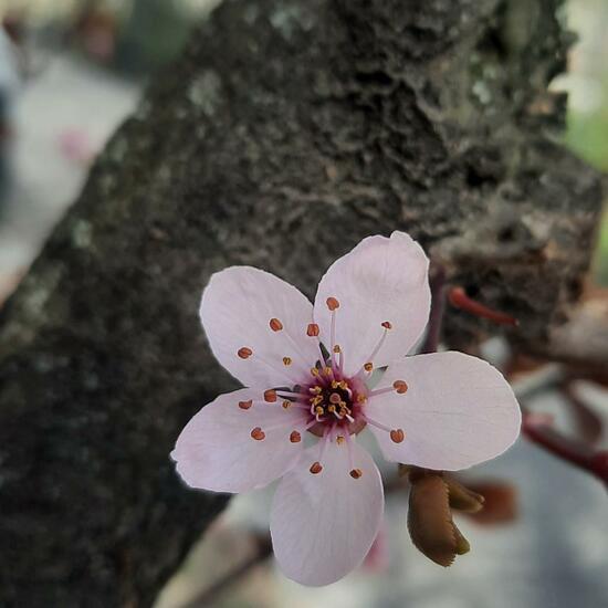 Prunus cerasifera: Plant in habitat City and Urban in the NatureSpots App