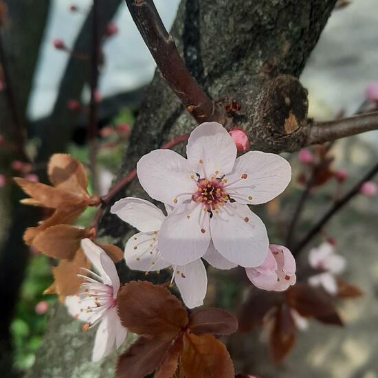 Prunus cerasifera: Plant in habitat City and Urban in the NatureSpots App