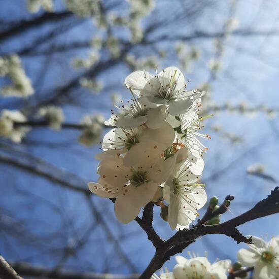 Prunus speciosa: Plant in nature in the NatureSpots App
