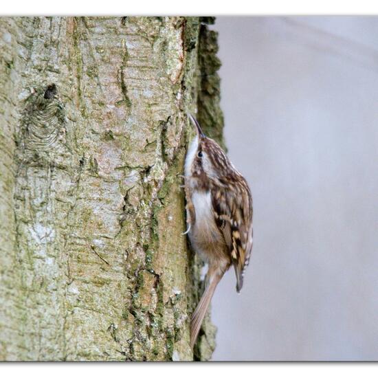 Short-toed Treecreeper: Animal in habitat Backyard in the NatureSpots App