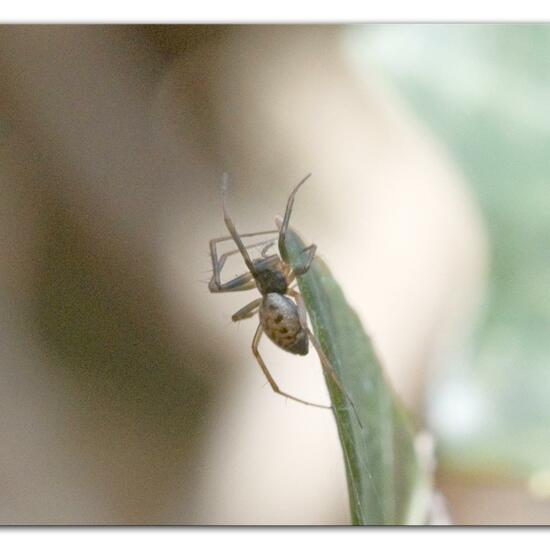 Bathyphantes gracilis: Animal in habitat Garden in the NatureSpots App