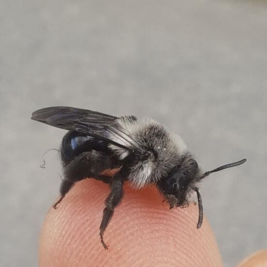 Ashy mining bee: Animal in nature in the NatureSpots App