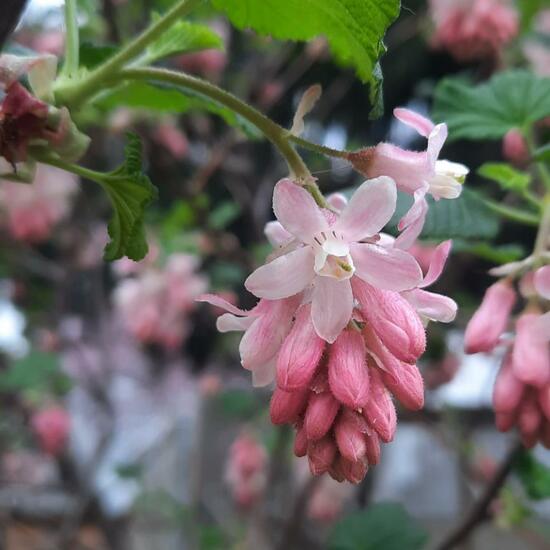 Ribes: Plant in nature in the NatureSpots App