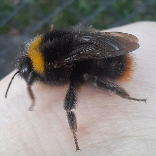 Early bumblebee: Animal in habitat City and Urban in the NatureSpots App
