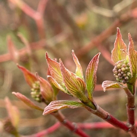 Cornus sericea: Plant in habitat Park in the NatureSpots App