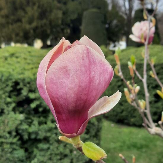 Magnolien: Pflanze in der Natur in der NatureSpots App