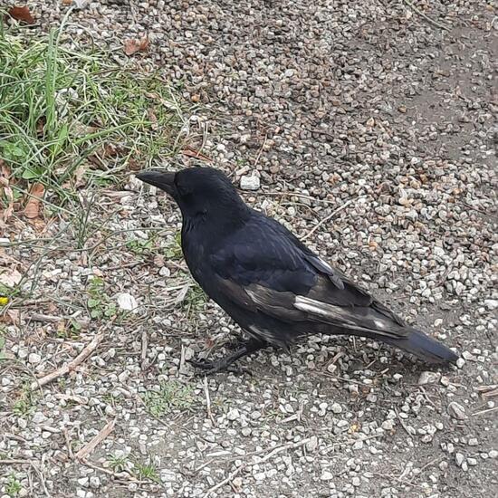 Carrion Crow: Animal in nature in the NatureSpots App