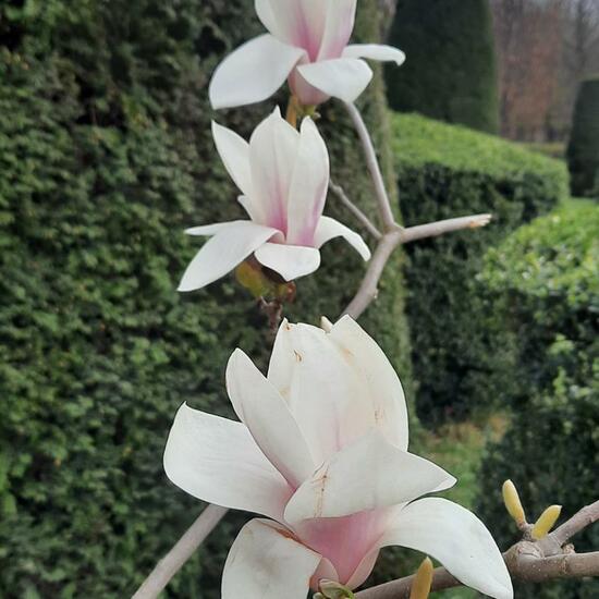 Magnolia: Plant in nature in the NatureSpots App