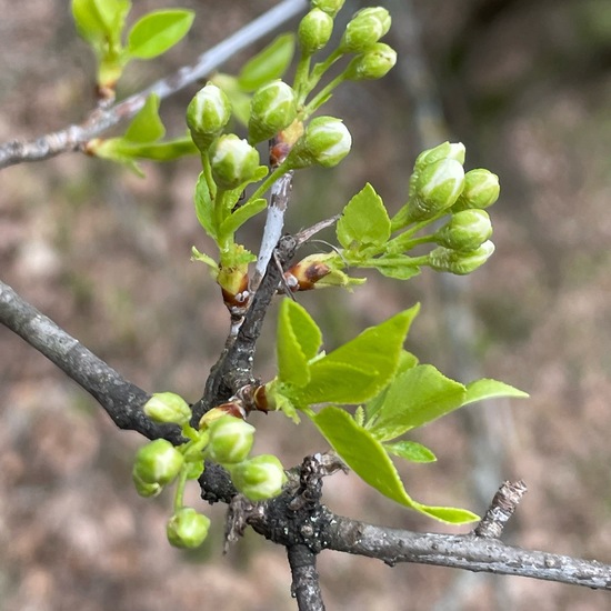 Prunus mahaleb: Plant in habitat Temperate forest in the NatureSpots App