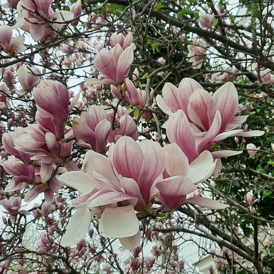 Magnolien: Pflanze in der Natur in der NatureSpots App