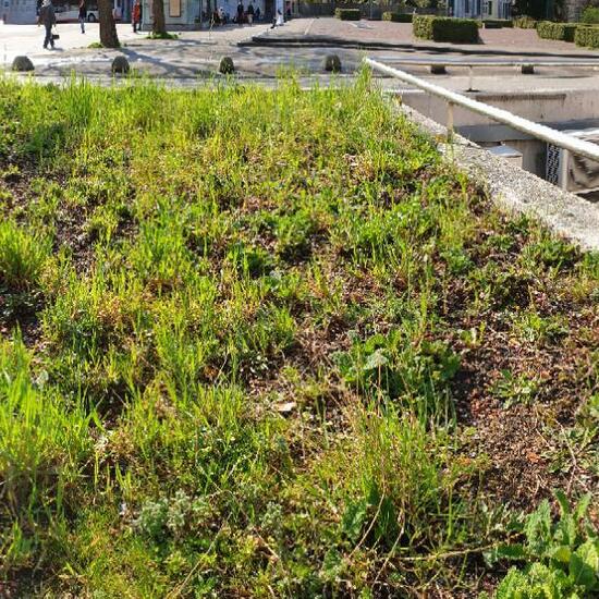 Landscape: Urban and Garden in habitat Flowerbed in the NatureSpots App
