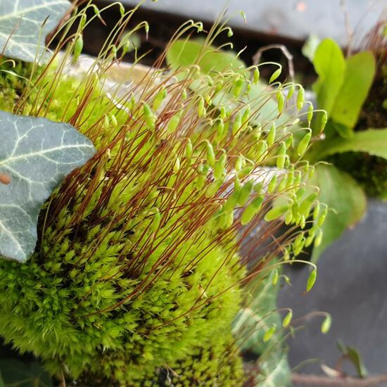 Moss: Plant in habitat City and Urban in the NatureSpots App