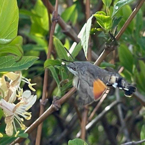 Macroglossum stellatarum: Animal in habitat Park in the NatureSpots App